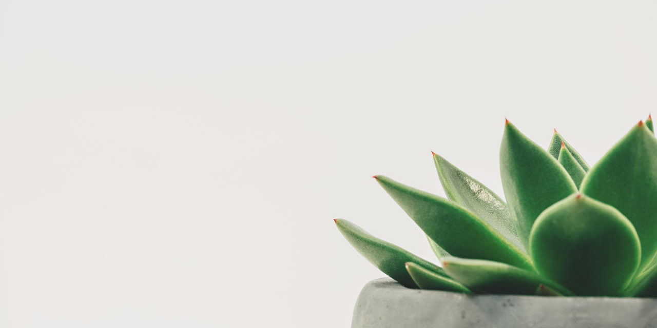 Planta verde Aerotermia